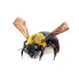Abeja carpintera