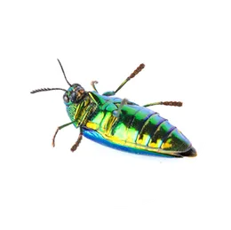 Termitas y plagas de la madera