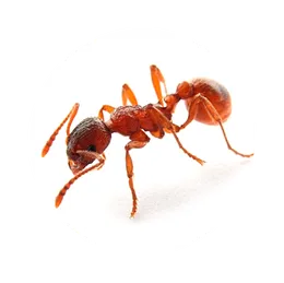 Hormigas