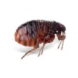 Pulga